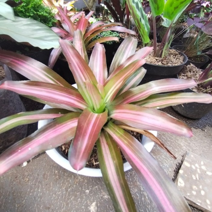 Tanaman hias Bromolia tricolour, Bromolia warna, bagus