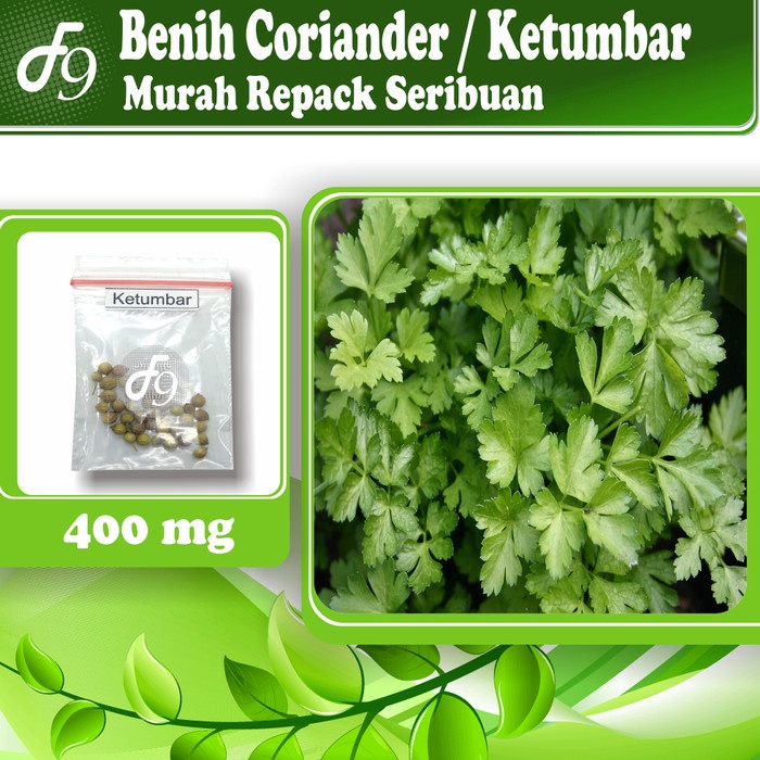 Benih Bibit Coriander - Ketumbar Murah Repack Seribuan