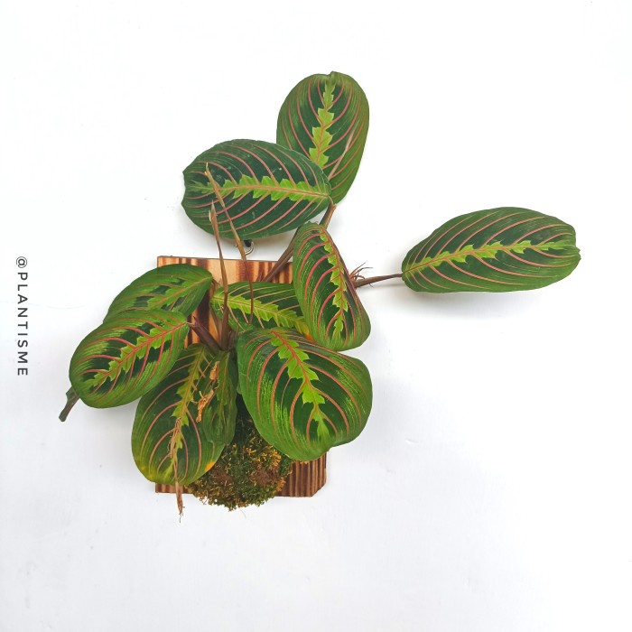 Wall of fame - Calathea Maranta Leuconeura