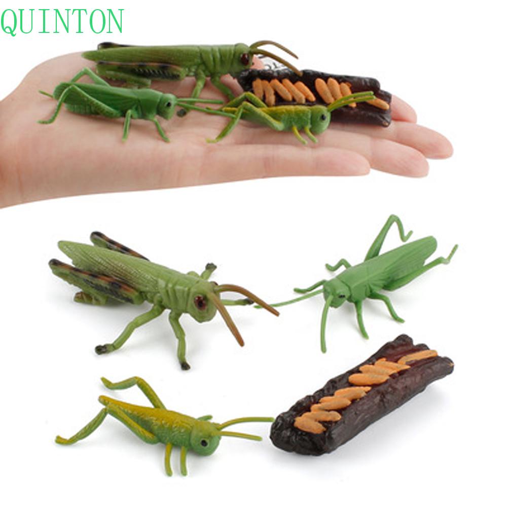 Quinton Life Cycle Figure Anak Serangga Anak Kognitif Edukasi Dini Belalang Pertumbuhan Cycle Ornamen Biologi Cycle Mantis Figurine