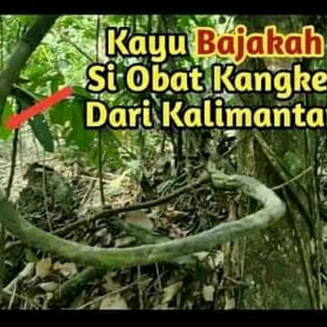 

Akar Bajakah Asli kalimantan 1 kg ASLI Kayu Bajakah KALIMANTAN