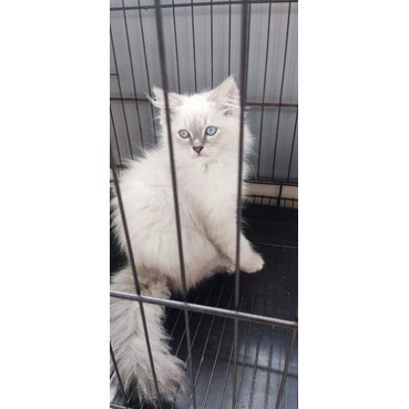 kucing ragdoll kitten