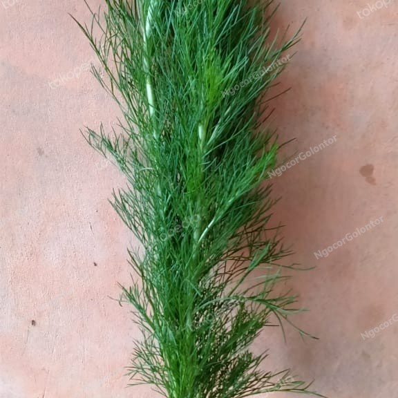 TANAMAN HIAS CEMARA AIR/PAGAR HIAS /TANAMAN PAGAR/SUDAH BERAKAR