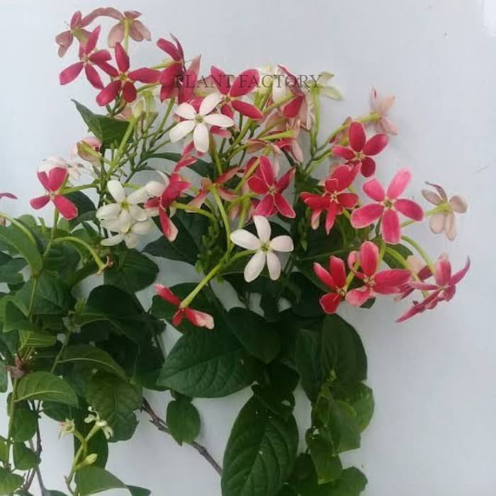 Tanaman Hias Bunga Melati Belanda Bibit Pohon Bunga Thai Double Flower