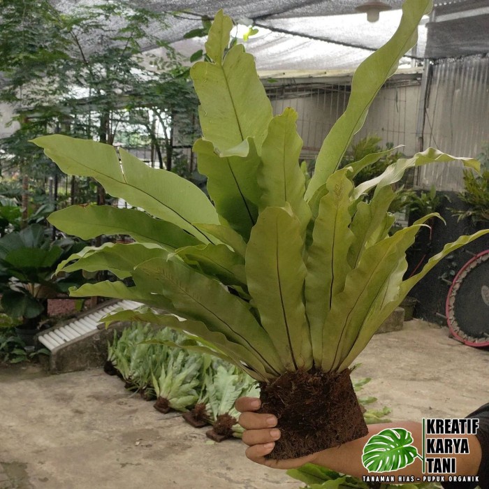 RB Tanaman menempel kadaka sarang burung - Kadaka sarang burung