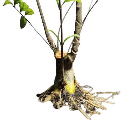 bonsai anting putri bogel prospek mini programan akar