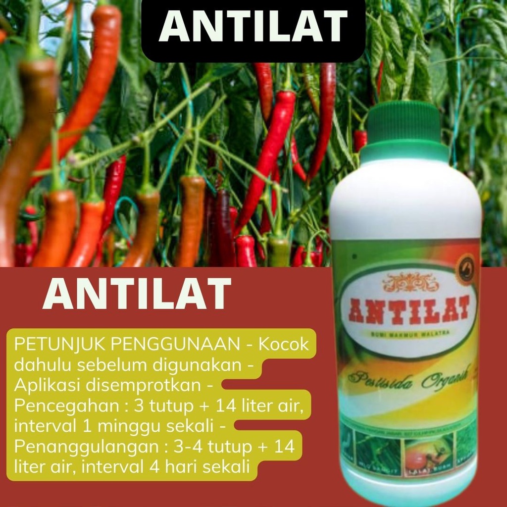 ANTILAT Pestisida Organik Obat Anti Penyakit Hama Tanaman Lalat, Wereng Kutu Putih dll Semua Tanaman