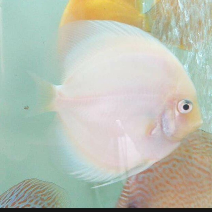 Ikan Hias Discus White Diamond 4 in Calon Indukan Good Quality