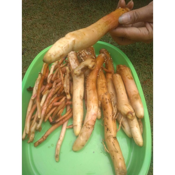 Akar Pinang Muda Obat Keperkasaan Pria