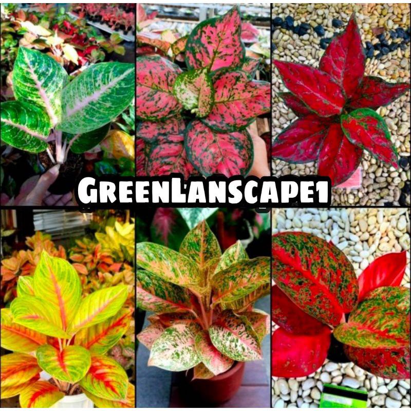 Paket 6 Bibit bonggol aglonema /6 macem Bibit Aglonema