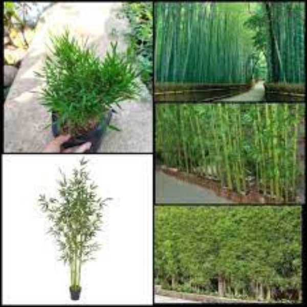 Bibit Tanaman Hias Bambu Jepang / Bambu Jepang Mikro Unik bibit bambu jepang bibt bambu mini