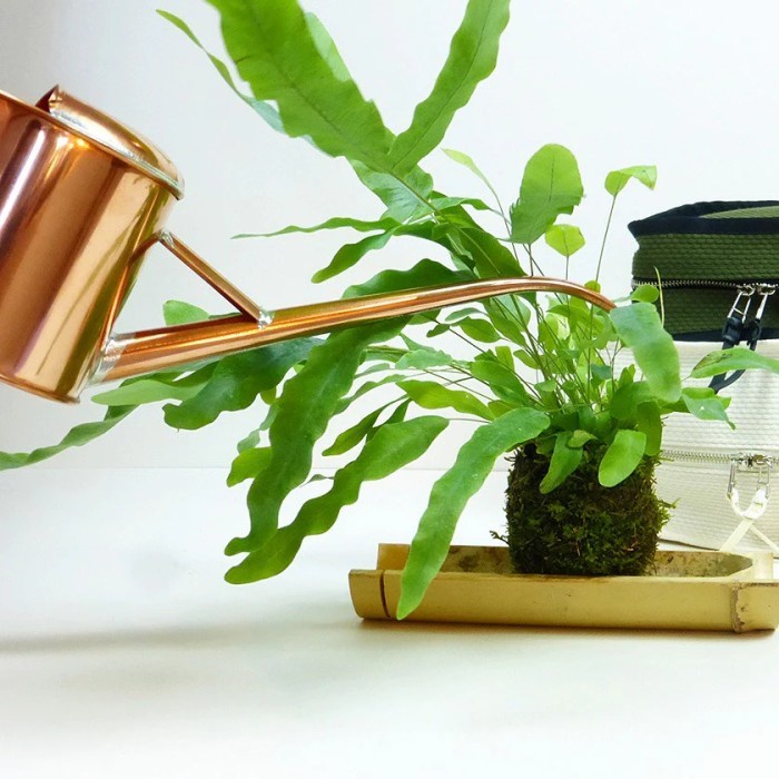 Mossball - Japanese Climbing Fern Lygodium Japonicum Fern