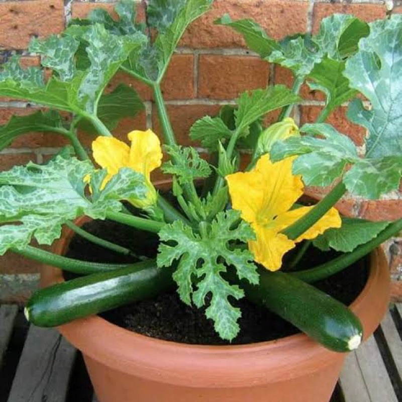 PAKET 3 Biji benih zukini f1 JACKY AGROSID buah umur genjah buah lebat REPACK