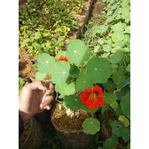 nasturtium  tanaman hias hidup - Bakul kembang