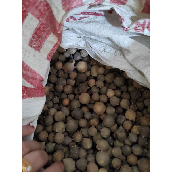 

Bubuk Manjakani 1 kg Tanaman Herbal Nusantara Free Stiker PIRT Random