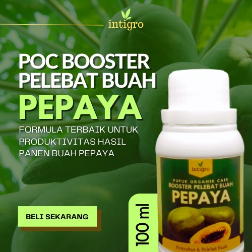 ( Bos_Organik ) Pupuk Pelebat Buah Pepaya / Pupuk Booster Pepaya California Thailand Gantung Wulung 
