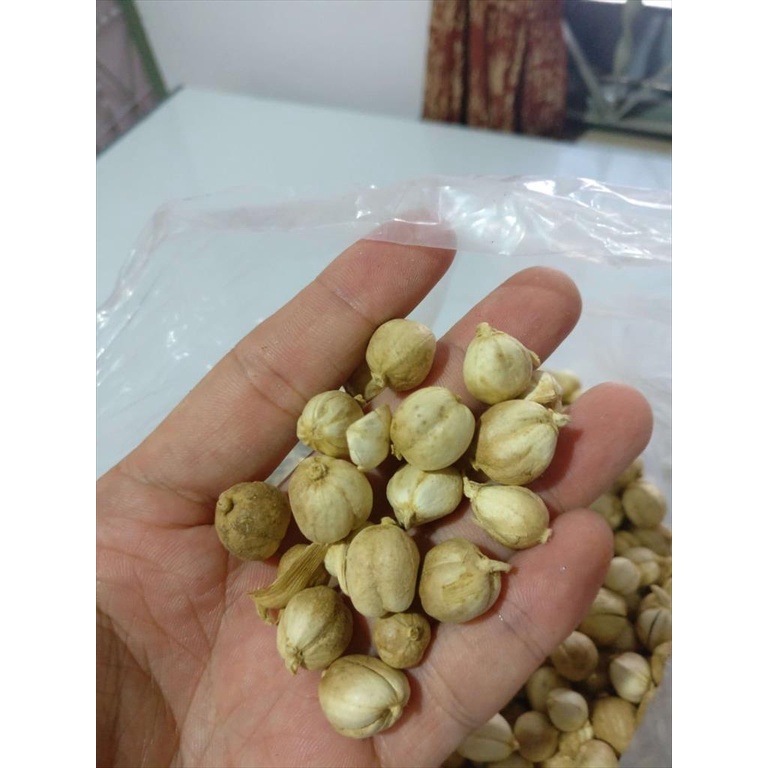 Kapulaga Kapol Putih 1 Kg Bai Dou Kou Cardamon Kapol Amomum Cardamomum