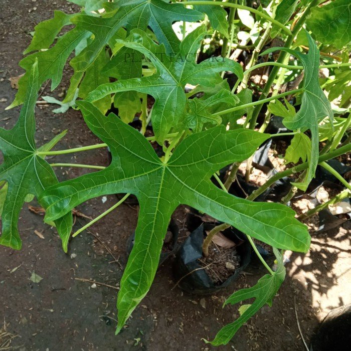 Bibit Tanaman Daun Madinah/Daun Singkong Madina-Arab/HerbalAlami/Murah