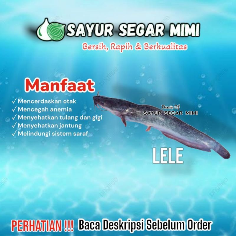 

Ikan Lele 1Kg Gratis Box - Sᴀʏᴜʀ Sᴇɢᴀʀ ♏ɪᴍɪ