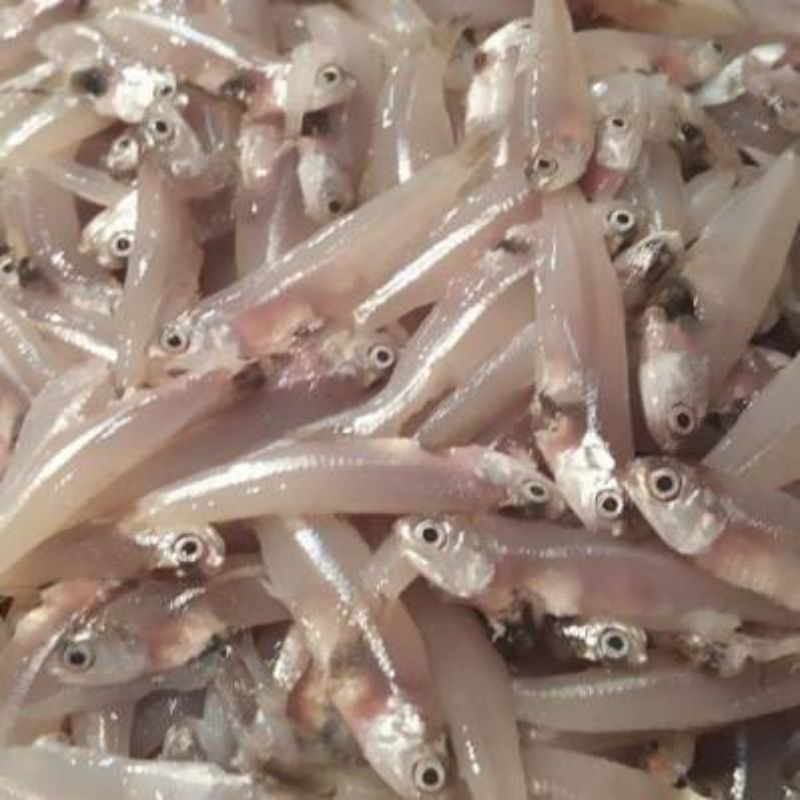 Ikan Wader Laut