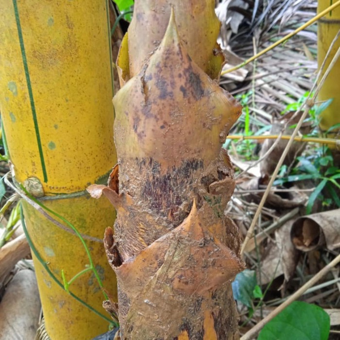 

Rebung bambu kuning segar - rebung bambu kuning fresh 500 gram