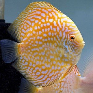 Ikan Discus Yellow Pigeon Ukuran 4 inch