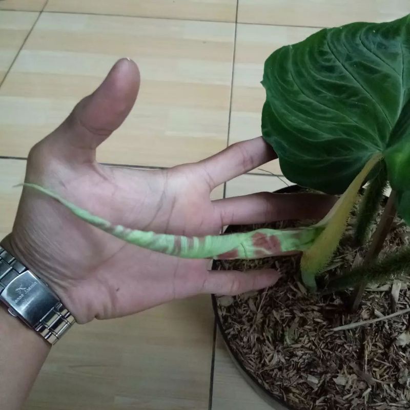 Philodendron Verrucosum 2-3 daun / Philo Verucosum - Bakul kembang
