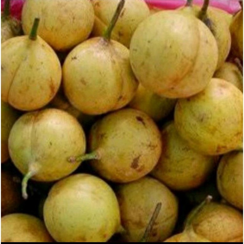 

buah pala segar utuh 1kg