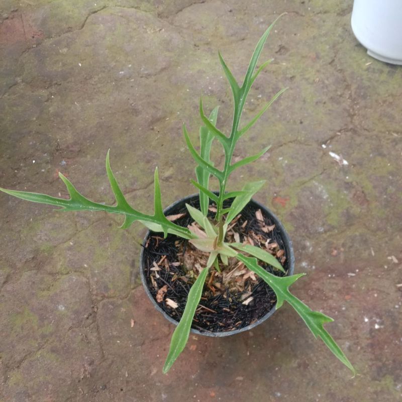 TERMURAH philo tortum