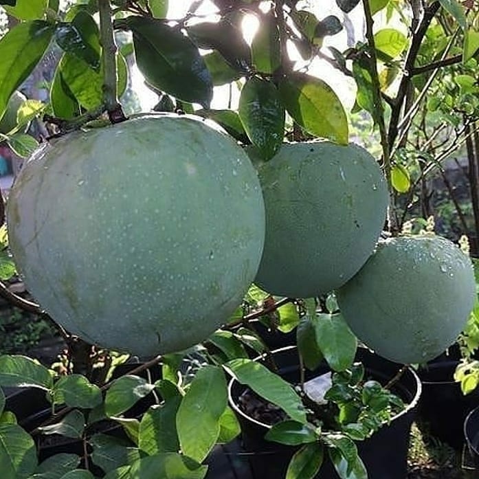 Bibit Tanaman Buah Mangga Kelapa Siap Berbuah okulasi bisa ditanam dalam pot