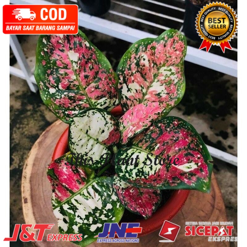 promo anakan aglonema tricoler anakan