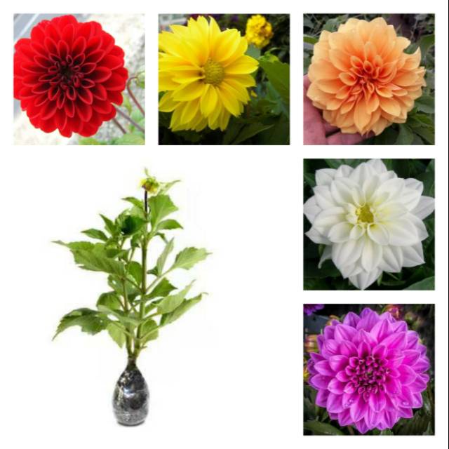 Paket 5 bibit tanaman hias bunga dahlia