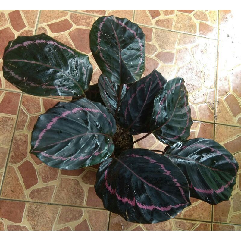 PROMO Calathea Black lipstik Rumpun 3-4 -aglonema indukan rimbun -tanaman bunga hias hidup unik mura