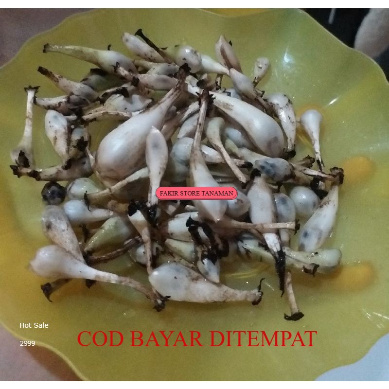 

TERBAIK buah marasi segar 100 g (obat malaria dan sakit ginjal dan penyakit lainnya) REDY LANGSUNG KIRIM