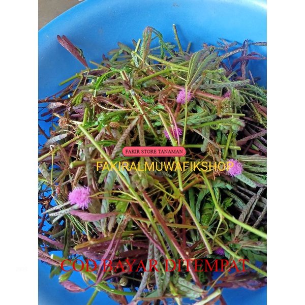 

TERBAIK BATANG DAN DAUN PUTRI MALU OBAT HERBAL 250 GRAM REDY LANGSUNG KIRIM