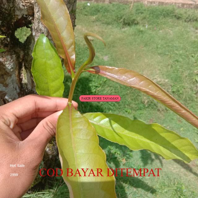 

TERMURAH Daun Putat segar terbaik 50 gram REDY LANGSUNG KIRIM