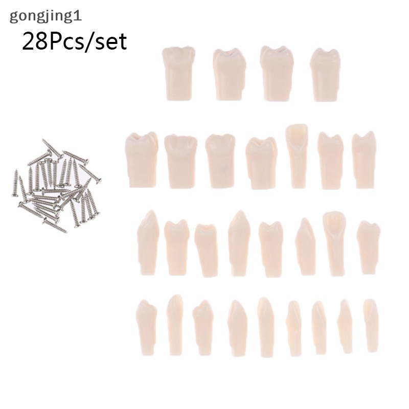 Ggg 28Pcs /set Typodont Resin Simulasi Gigi Model ry Alat Mengajar ID