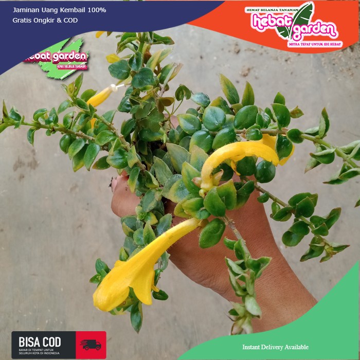 Lipstik bunga kuning LANGKA (ORI) - Tanaman hias gantung  - Bakul kembang