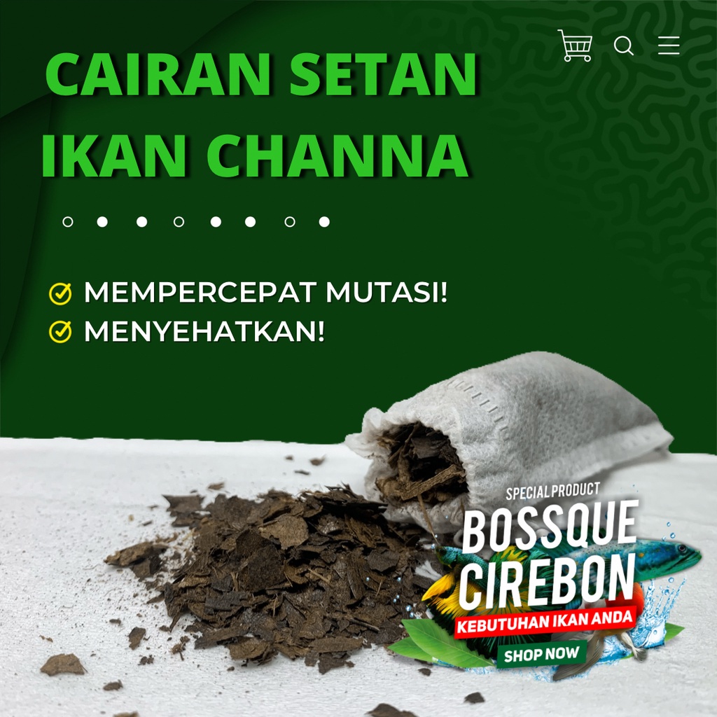 Ketapang Celup Cairan Setan Ikan Channa Maru YS Auranti Limbata Pulchra Asiatica Red Barito Treathment Khusus Cepat Mutasi