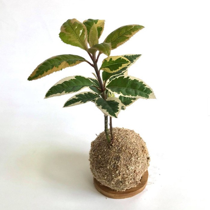 Kokedama - Ardisia japonica