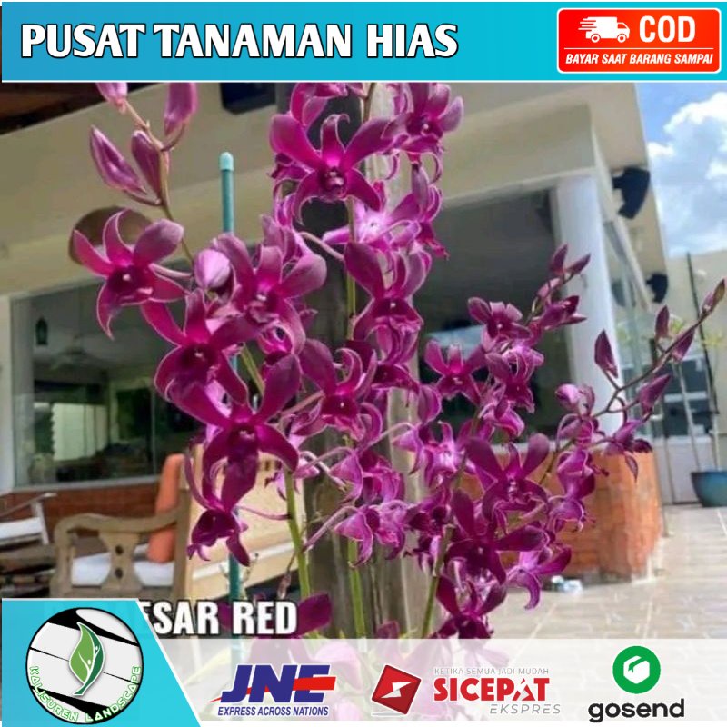 ( KNOP / SPIKE ) Dendro Caesar Red