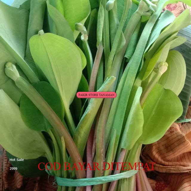 

TERMURAH Genjer segar REDY LANGSUNG KIRIM