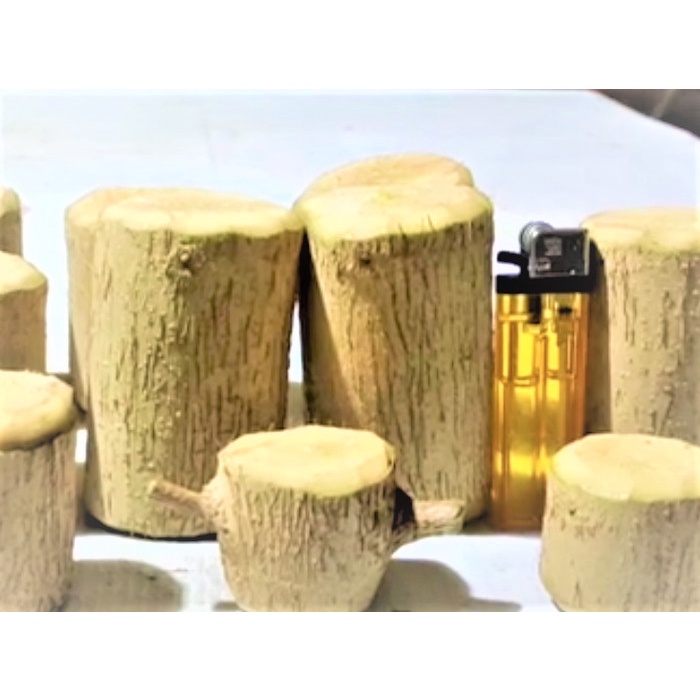 stek tanaman hias bonsai sancang waru kimeng loa - Telunjuk, Kimeng