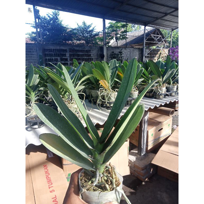 anggrek bulan pasca bunga jumbo