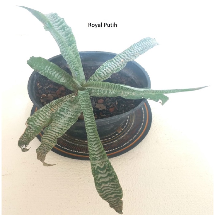 [Ready Stock] TANAMAN HIAS BROMELIA CRYPTANTUS / BROMELIA TOKEK / BROMELIA HIJAU