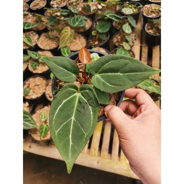 Tanaman bunga Anturium dressleri Forgetii X anthurium dorayaki / kuping gajah Hybrid dresleri forget