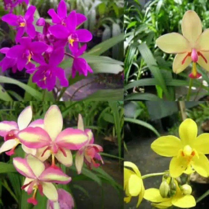 Paket hemat 4 Anggrek tanah cymbidium orchids bunga anggrek hidup / tanaman hias hidup
