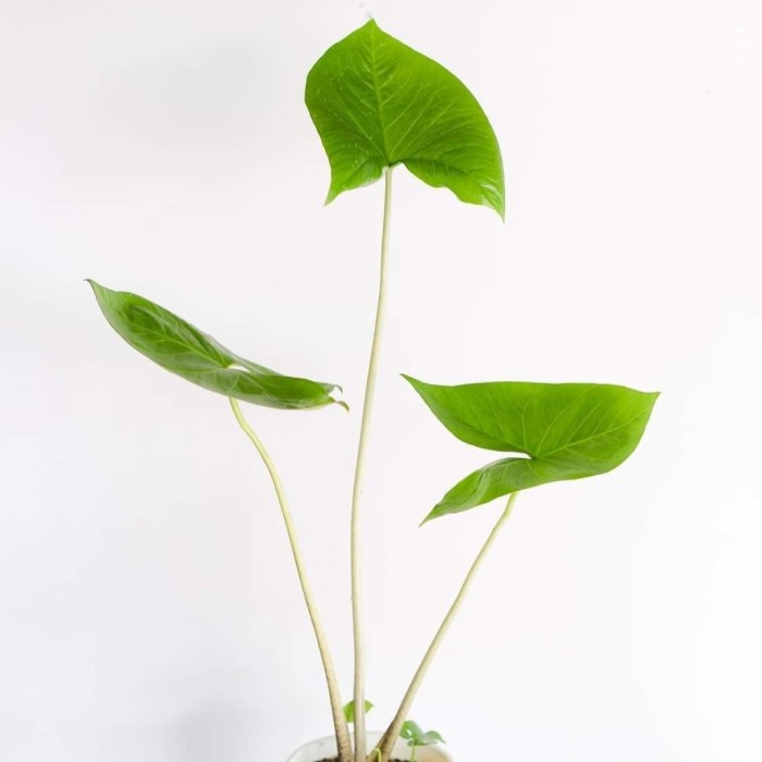 Alocasia Avatar | Crytosperma Merkusii - Tanam Stingray Monstera Giant