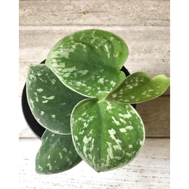 Tanaman hias Scindapsus Silvery Anne / skindapsus silver ane / BEAUTY.PLANTS