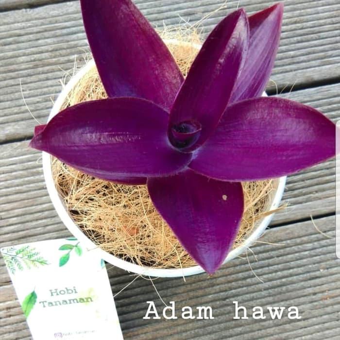 tanaman hias adam hawa ungu / pohon adam hawa ungu